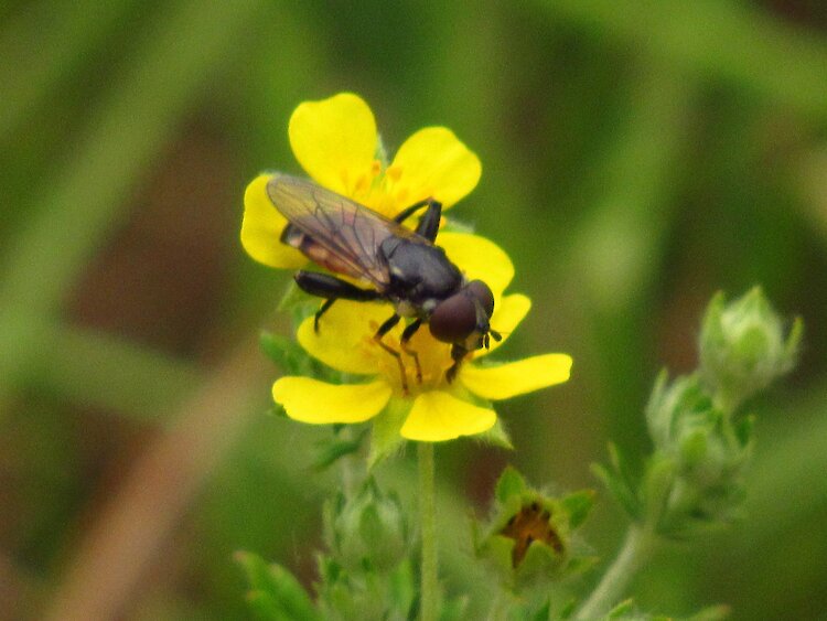 Интересное насекомое заметили на Обуховщине: не редкое, но и не очень заметное