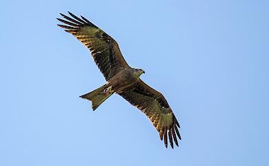 Небо над Обухівщиною - батьківщина багатьох цікавих видів птахів