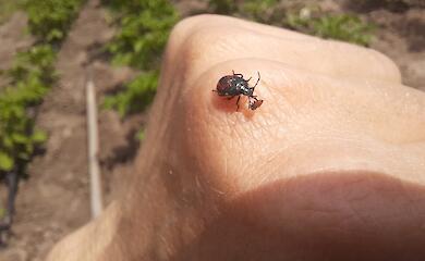 Огородный помощник помогает уничтожать колорадских жуков: кто это существо