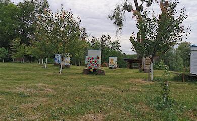 "Бджілкина крамничка": пасіка в Обухові, де можна відпочити душею і тілом (ВІДЕО)