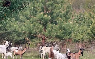 Эко-станция возле Ржищева ищет пастуха: обещают научить тонкостям
