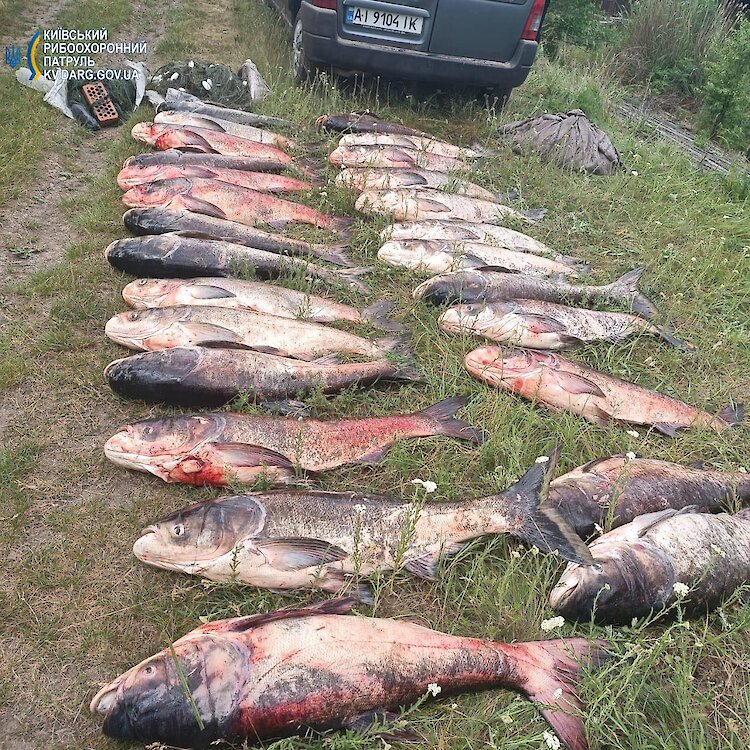 Майже на 100 тисяч грв. наловили риби біля Ржищева