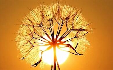 В Ржищеве отпразднуют день, когда "магическая сила" природы достигает апогея