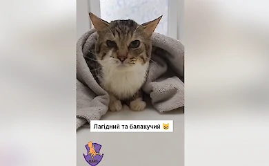 У Києві стався котопад: що це за явище і як з ним боротися