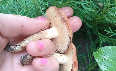 После дождей в лесах возле Обухова появились популярные съедобные грибы