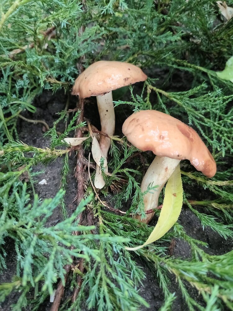 После дождей в лесах возле Обухова появились популярные съедобные грибы