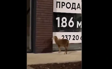 На вулиці Києва помітили молодого барана: звідки він взявся посеред столиці
