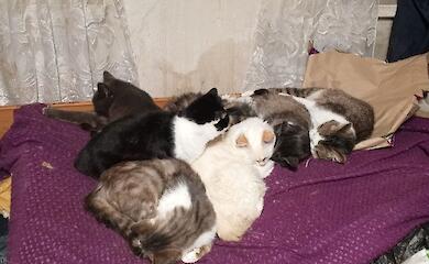 Обухов: приют для животных нуждается в помощи