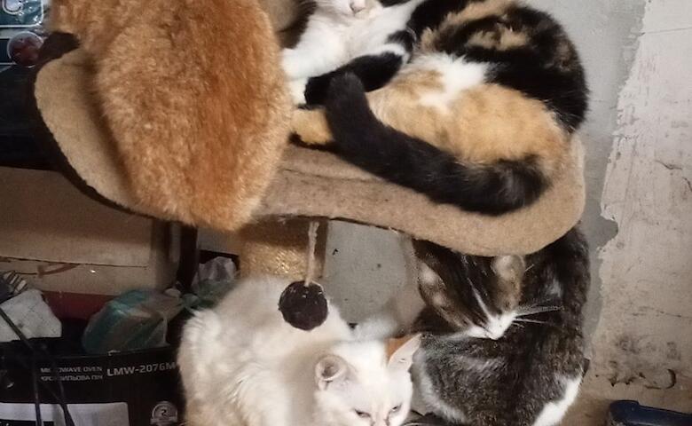 Приют для животных в Обухове нуждается в помощи