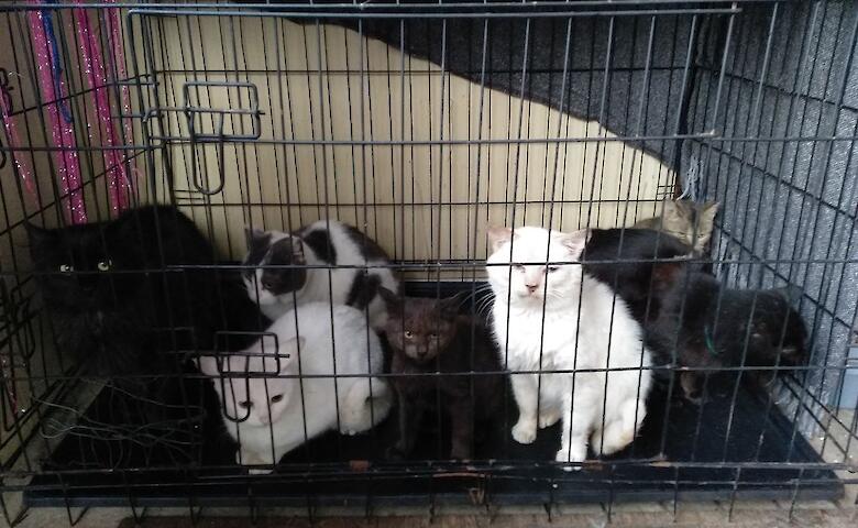 Приют для животных в Обухове нуждается в помощи