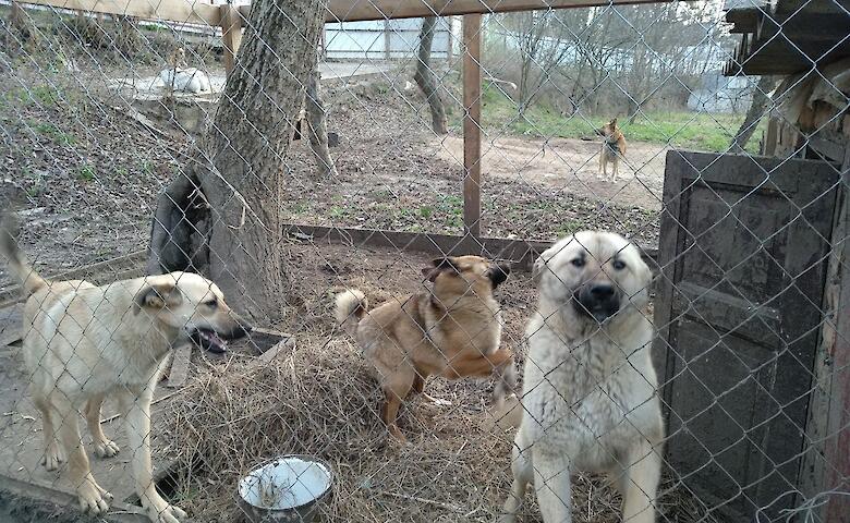 Приют для животных в Обухове нуждается в помощи