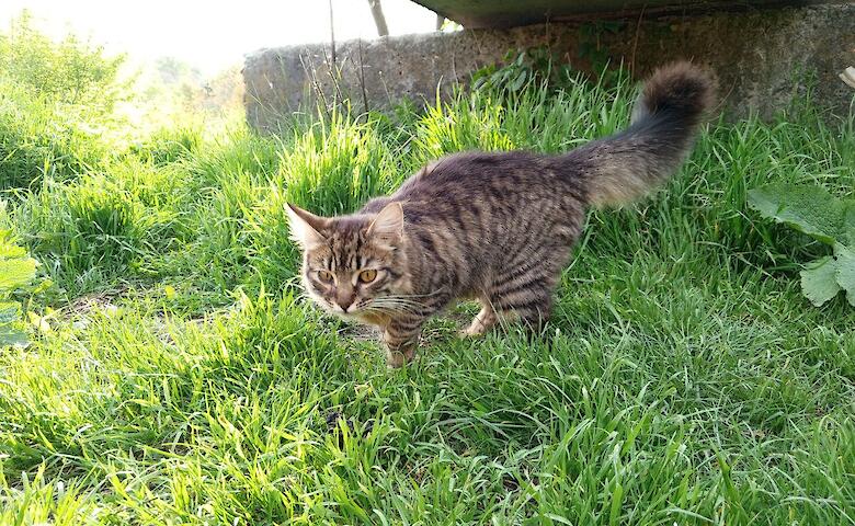 Приют для животных в Обухове нуждается в помощи