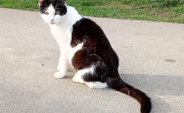 Приют для животных в Обухове нуждается в помощи