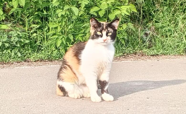 Приют для животных в Обухове нуждается в помощи