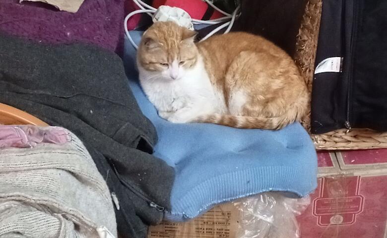 Приют для животных в Обухове нуждается в помощи