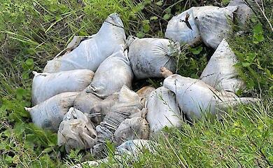В овраге неподалеку Обухова обнаружили туши и остатки свиней