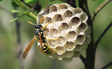 Уникальные гнезда интересных насекомых - норма для Обуховского района