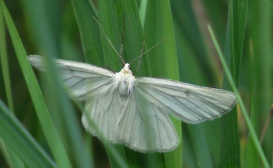 В Обуховском районе заметили бабочку со странным способом передвижения