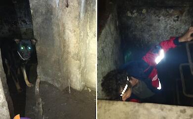 В Обуховском районе пес упал в бассейн и просидел там три дня