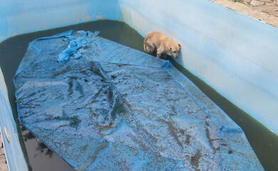 Стали известны подробности спасения "Аквамена" в Лесниках под Киевом
