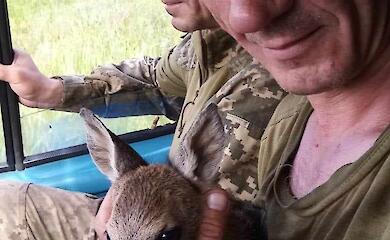 Мобилизованные работники Чернобыльского заповедника спасли оленя