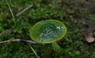 "Волшебник Изумрудного города": возле Германовки нашли гриб с зеленой шляпой