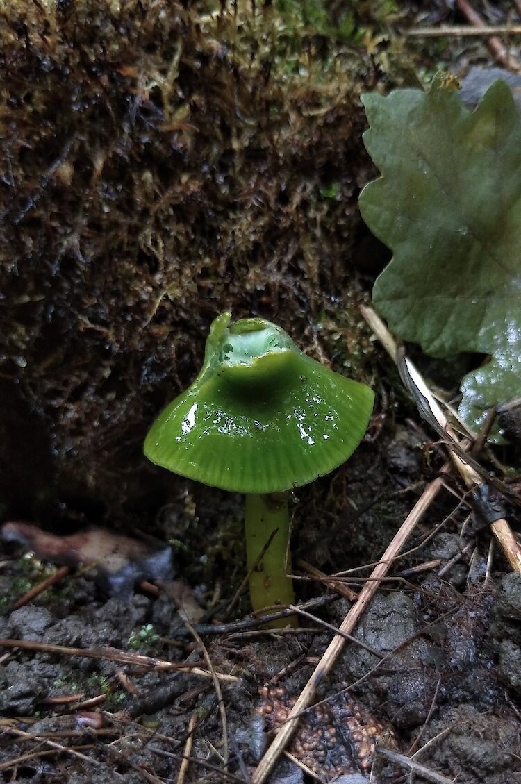 "Волшебник Изумрудного города": возле Германовки нашли гриб с зеленой шляпой