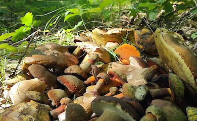 Огромного белого гриба нашли в лесу возле Обухова: почти килограмм