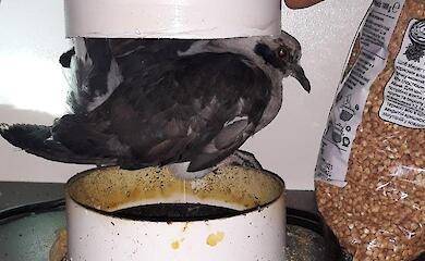 Дикий голубь из Обухова отправился на ПМЖ в Межигорье