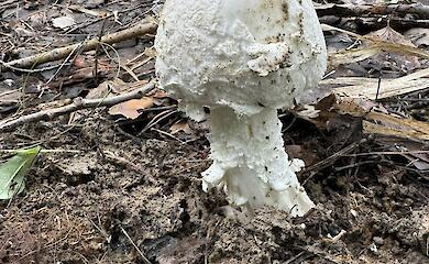 "Исчезающий американец": гриб, который показывается раз в год