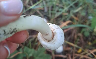 Есть или не есть: с чем можно спутать шампиньон в Обуховском районе