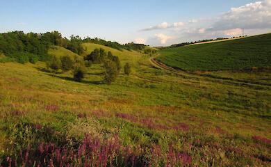 "Денисенков яр": оазис дикой природы на Обуховщине (ФОТО, ВИДЕО)