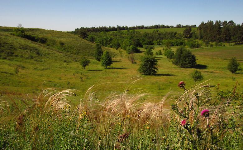 "Денисенков яр": оазис дикой природы на Обуховщине