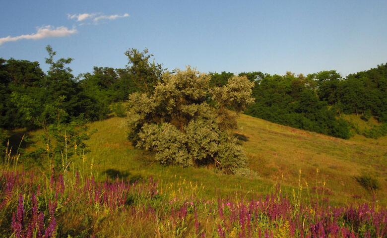 "Денисенков яр": оазис дикой природы на Обуховщине