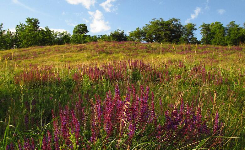 "Денисенков яр": оазис дикой природы на Обуховщине