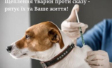 В Козинской громаде проведут прививки животных против бешенства