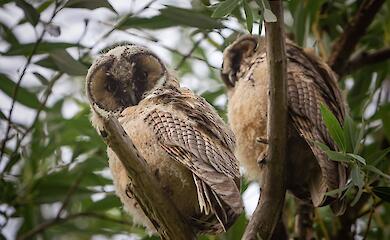 "Германовские пушистики": чьих именно детенышей заметили в селе возле Обухова
