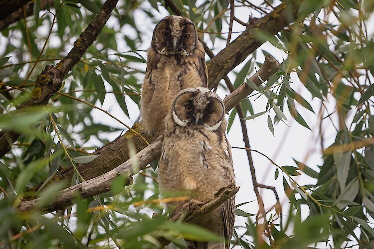 "Германовские пушистики": чьих именно детенышей заметили в селе возле Обухова