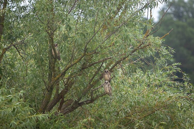 "Германовские пушистики": чьих именно детенышей заметили в селе возле Обухова