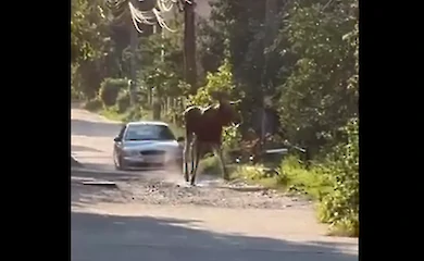 У Києві не можуть зловити лося: хочуть задіяти авіацію