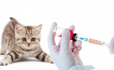 В Обуховской громаде будут прививать домашних животных против бешенства