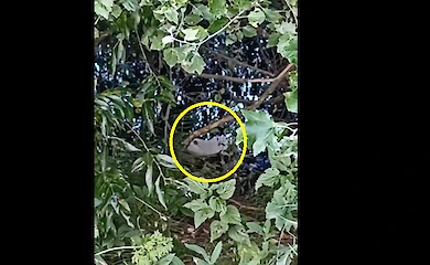 В Киевской области заметили интересного альбиноса: что это за животное