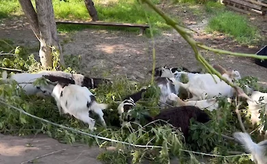 Козы: экологические утилизаторы и ландшафтные дизайнеры Обуховского района