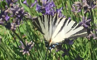 На лавандовое поле вблизи Обухова залетела редкая краснокнижная бабочка
