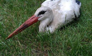 Больного аиста из Подгорцев отвезли на реабилитацию