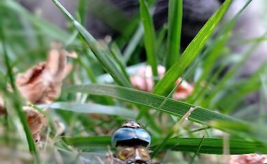 Одну з найшвидших хижих комах помітили на Обухівщині: втекти майже неможливо