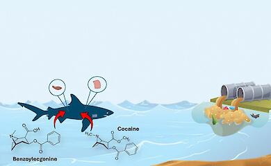 В печени акулы обнаружили кокаин: как это могло произойти