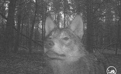 Волка-романтика заметили в Чернобыльской зоне: любит фотографироваться