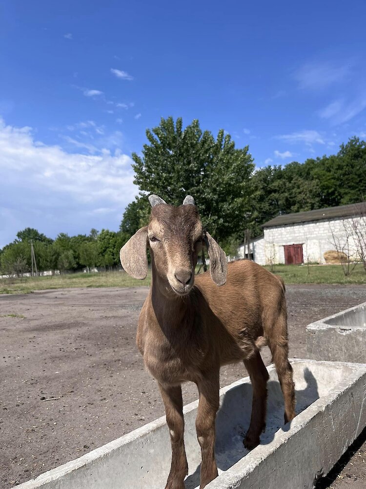 В Обуховском районе появилась новая эко-ферма: производит крафтовый сыр и вино