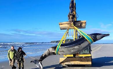Чрезвычайно редкого кита выбросило на берег: до этого его не видели